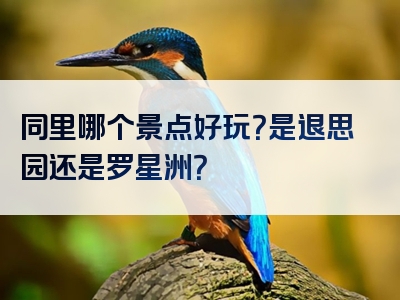 同里哪个景点好玩？是退思园还是罗星洲？