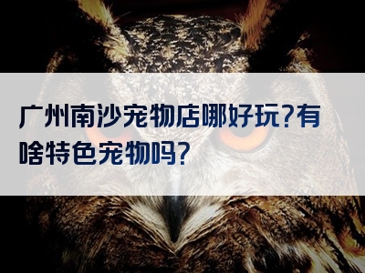 广州南沙宠物店哪好玩？有啥特色宠物吗？