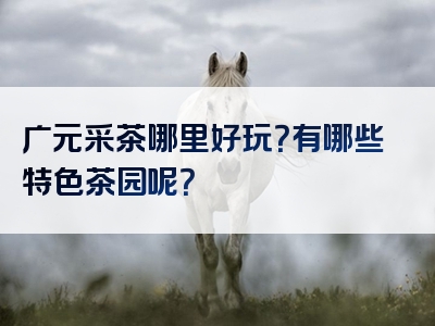 广元采茶哪里好玩？有哪些特色茶园呢？