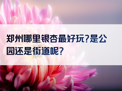 郑州哪里银杏最好玩？是公园还是街道呢？