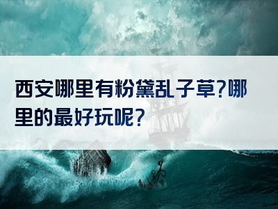 西安哪里有粉黛乱子草？哪里的最好玩呢？