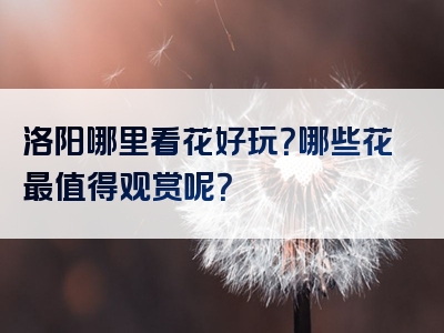 洛阳哪里看花好玩？哪些花最值得观赏呢？