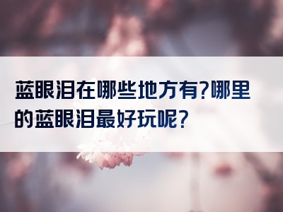 蓝眼泪在哪些地方有？哪里的蓝眼泪最好玩呢？