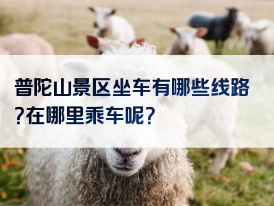 普陀山景区坐车有哪些线路？在哪里乘车呢？