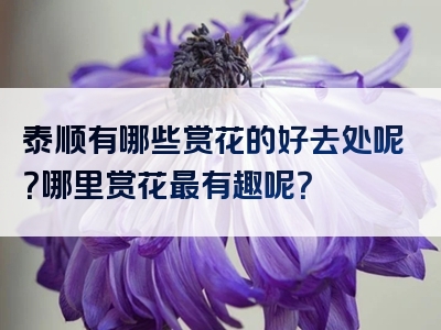 泰顺有哪些赏花的好去处呢？哪里赏花最有趣呢？