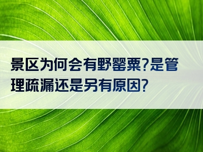 景区为何会有野罂粟？是管理疏漏还是另有原因？