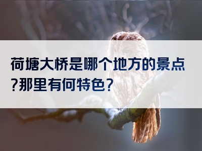 荷塘大桥是哪个地方的景点？那里有何特色？