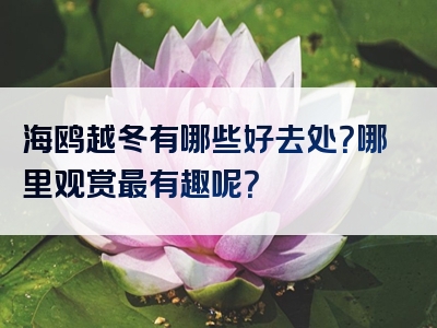 海鸥越冬有哪些好去处？哪里观赏最有趣呢？