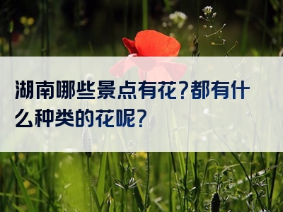 湖南哪些景点有花？都有什么种类的花呢？