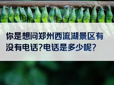 你是想问郑州西流湖景区有没有电话？电话是多少呢？