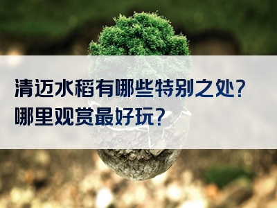 清迈水稻有哪些特别之处？哪里观赏最好玩？