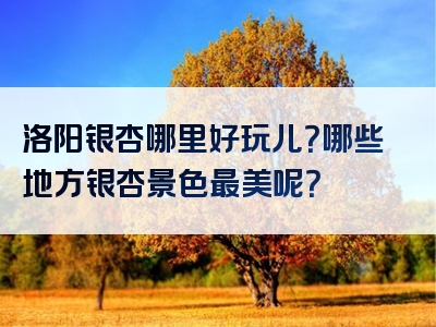 洛阳银杏哪里好玩儿？哪些地方银杏景色最美呢？