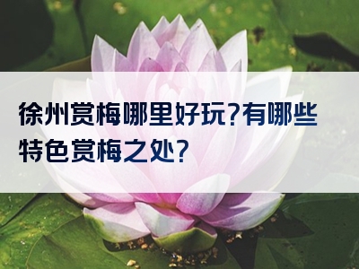 徐州赏梅哪里好玩？有哪些特色赏梅之处？