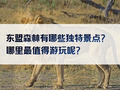 东盟森林有哪些独特景点？哪里最值得游玩呢？