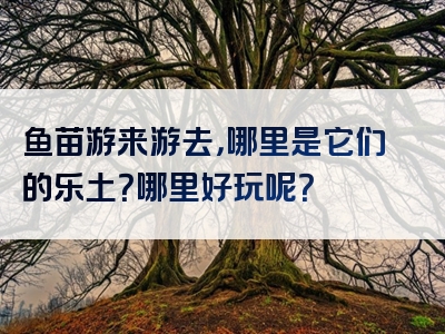 鱼苗游来游去，哪里是它们的乐土？哪里好玩呢？