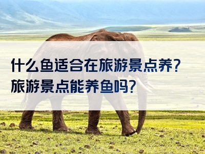 什么鱼适合在旅游景点养？旅游景点能养鱼吗？