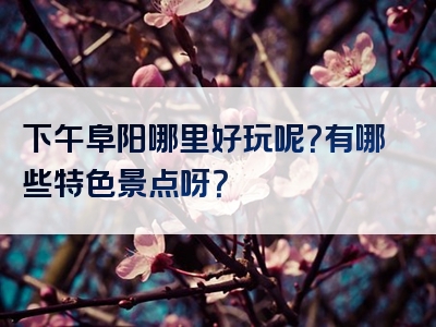 下午阜阳哪里好玩呢？有哪些特色景点呀？