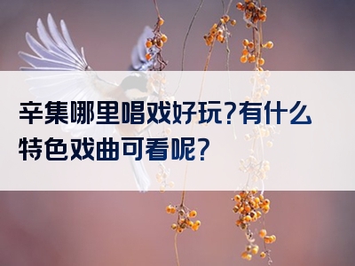 辛集哪里唱戏好玩？有什么特色戏曲可看呢？
