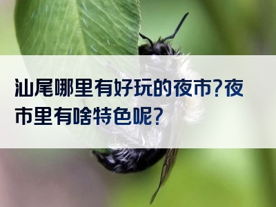 汕尾哪里有好玩的夜市？夜市里有啥特色呢？