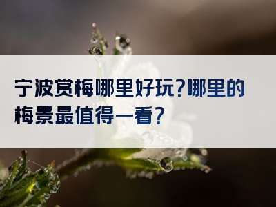 宁波赏梅哪里好玩？哪里的梅景最值得一看？