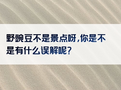 野豌豆不是景点呀，你是不是有什么误解呢？