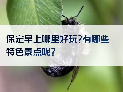 保定早上哪里好玩？有哪些特色景点呢？