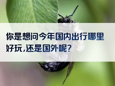 你是想问今年国内出行哪里好玩，还是国外呢？