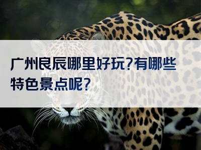 广州良辰哪里好玩？有哪些特色景点呢？