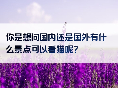 你是想问国内还是国外有什么景点可以看猫呢？