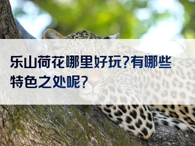 乐山荷花哪里好玩？有哪些特色之处呢？