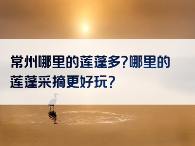 常州哪里的莲蓬多？哪里的莲蓬采摘更好玩？