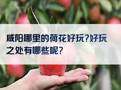 咸阳哪里的荷花好玩？好玩之处有哪些呢？