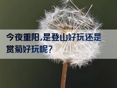 今夜重阳，是登山好玩还是赏菊好玩呢？