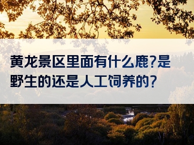 黄龙景区里面有什么鹿？是野生的还是人工饲养的？
