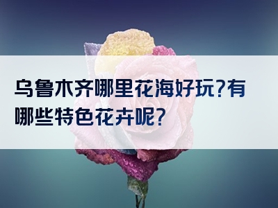 乌鲁木齐哪里花海好玩？有哪些特色花卉呢？