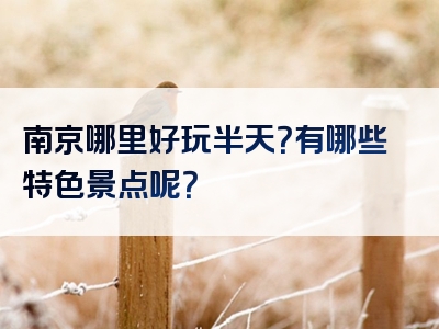 南京哪里好玩半天？有哪些特色景点呢？