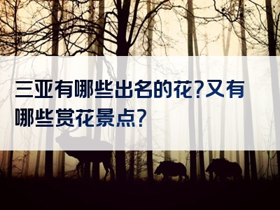 三亚有哪些出名的花？又有哪些赏花景点？