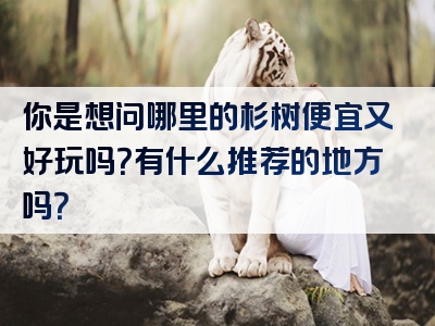 你是想问哪里的杉树便宜又好玩吗？有什么推荐的地方吗？