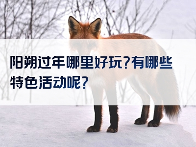 阳朔过年哪里好玩？有哪些特色活动呢？