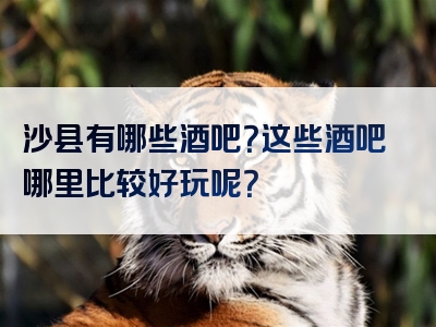 沙县有哪些酒吧？这些酒吧哪里比较好玩呢？