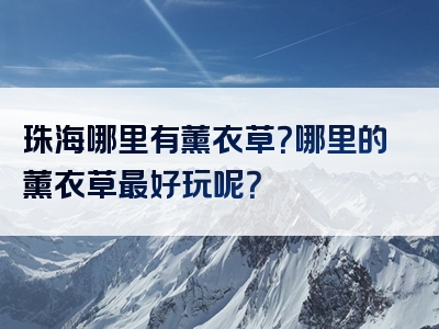 珠海哪里有薰衣草？哪里的薰衣草最好玩呢？