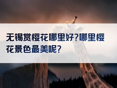 无锡赏樱花哪里好？哪里樱花景色最美呢？