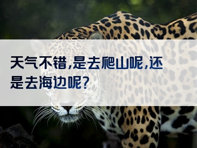 天气不错，是去爬山呢，还是去海边呢？