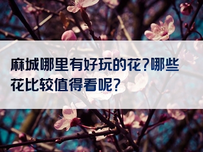 麻城哪里有好玩的花？哪些花比较值得看呢？