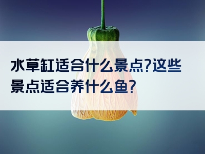 水草缸适合什么景点？这些景点适合养什么鱼？