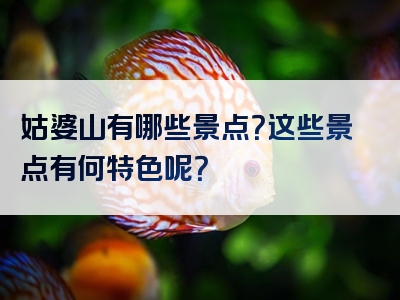 姑婆山有哪些景点？这些景点有何特色呢？