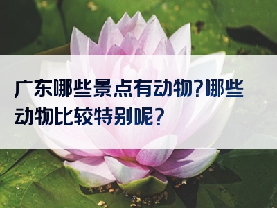 广东哪些景点有动物？哪些动物比较特别呢？