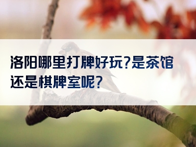 洛阳哪里打牌好玩？是茶馆还是棋牌室呢？