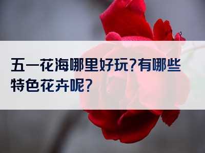 五一花海哪里好玩？有哪些特色花卉呢？