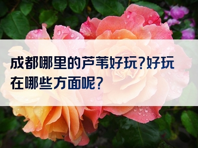 成都哪里的芦苇好玩？好玩在哪些方面呢？